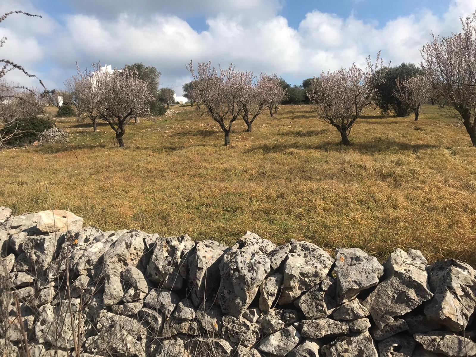 Piccolo Trullo Ostunese Le Jardin De Sophie' Остуни Екстериор снимка