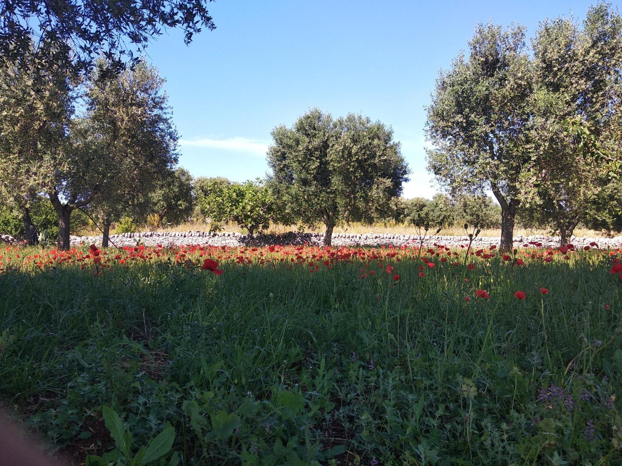 Piccolo Trullo Ostunese Le Jardin De Sophie' Остуни Екстериор снимка